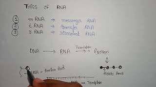 Types of RNA  function of mRNA  function of tRNA  function of rRNA  different rna in cell [upl. by Delanos]