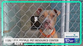 Hillsboroughs Pet Resource Center over capacity after hurricanes [upl. by Lanni292]