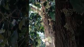 Dysoxylum densiflorum on busy road in Gold Coast QLD Australia [upl. by Georgetta]