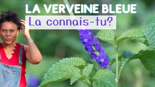 Connais tu la Verveine bleue plantesauvage [upl. by Asiel232]