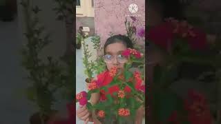 My lantana plant nature youtubeshort [upl. by Liuka]