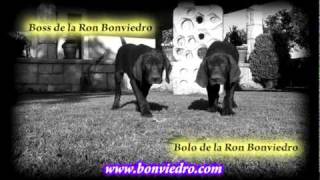 Cachorros Bracos Alemanes de la Ron Bonviedro  bonviedrocom [upl. by Relda909]