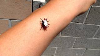 Spiny Orbweaver Spider  Gasteracantha cancriformis [upl. by Longerich]