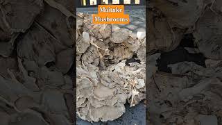 Maitake henofthewoods mushrooms found in early September [upl. by Willing]