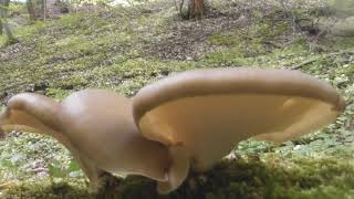 Polyporus badius Royoporus badius Picipes badius the blackfooted polypore or blackleg [upl. by Lati]