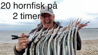 20 hornfisk på 2 timer [upl. by Silrak]