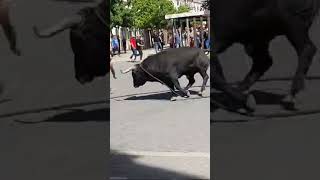 😱CHICO SIN CAMISETA BURLA A TORO ENSOGADO 😱 viral shortvideo youtubeshorts shorts short [upl. by Ayanahs908]