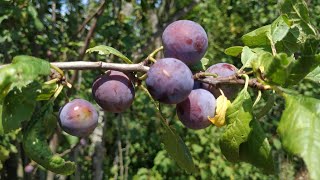 Feral Damson Plum  Bullace  Prunus domestica ssp insititia [upl. by Roos]