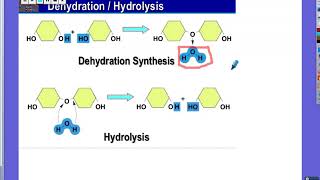 Dehydration Synthesis and Hydrolysis Explained [upl. by Marcia]