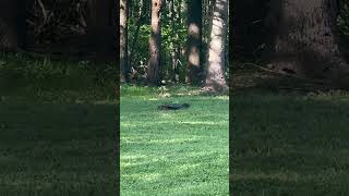 The Common Snapping Turtle Chelydra serpentina [upl. by Inafetse501]