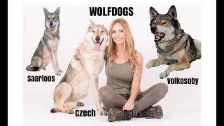 WOLFDOGS  WHICH ONE IS BEST  Czechoslovakian Wolfdog Saarloos Volkosoby [upl. by Walcoff986]