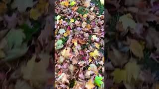 Rustling of leaves underfoot ASMR  Do you like it 😎 [upl. by Constantin58]