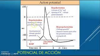 POTENCIAL DE ACCIÓN [upl. by Eeimaj]