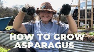 How To Grow AsparagusCompanion Planting Asparagus with Strawberries [upl. by Rufina]