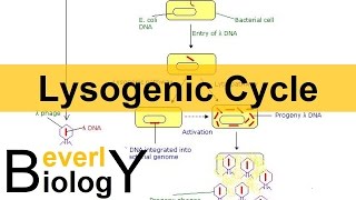 Lysogenic Cycle [upl. by Ahsenauj969]