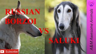 Russian Borzoi vs Saluki [upl. by Sile]