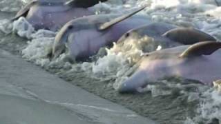 Dolphins Strand Feeding Seabrook SC [upl. by Majka]