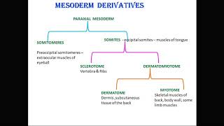 mesoderm derivatives [upl. by Neerol]