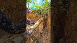 Drain Pipe Clearing Unclogging Blocked Drains clogged satisfying unclog shorts video [upl. by Kcirad400]