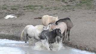 Boys will be boys Bachelor Mustang stallions at the water hole [upl. by Johnathon]