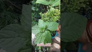 Sahadevi plant repotting viral shorts beautyful plant 🍀🍀 [upl. by Keeley577]