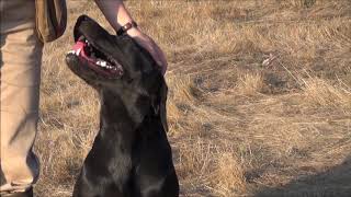 Connivence  Élevage de labradors pour la chasse Élevage de Labradors lignées de Travail [upl. by Hufnagel]