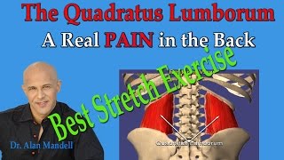 The Quadratus Lumborum A Real Pain in the Back Best Exercise Stretch  Dr Mandell [upl. by Olecram522]