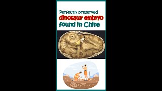 Perfectly preserved dinosaur embryo found in China  Biofacts  Latest update  shorts [upl. by Haodnanehs]