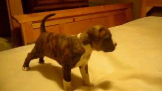 Brindle Pit Bull Puppy Playing [upl. by Nagam]