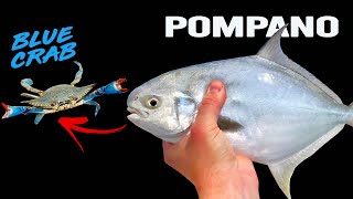 Surf Fishing for POMPANO with BLUE CRABS  Pensacola Beach [upl. by Ahsini]