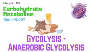 BioC09007Glycolysis 410 – Anaerobic Glycolysis  Dr Prashant Sharma [upl. by Vowel]