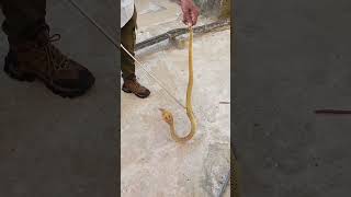 cobra caught by snake helpline near odisha Urban Academy bhubaneswar snakehelpline [upl. by Newell]