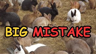 Mistakes to Avoid when Raising Rabbits [upl. by Colis]