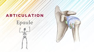 Anatomie De Lépaule  Articulation ScapuloHumérale [upl. by Nets]