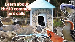 Can You Identify These 10 Common Bird Calls at Your Feeder [upl. by Ahsenid]