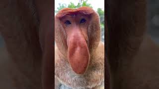 Proboscis monkeys were originally called this Nakula the proboscis monkey of Changlong Changlong [upl. by Dnalram355]