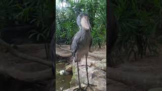 Shoebill stork yawns 🥱 [upl. by Ahsimek]