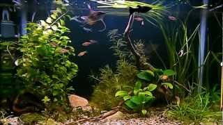 Pseudomugil Community Fishtank [upl. by Eenolem]