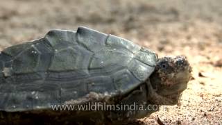 Indian roofed turtle basking under the sun in Crocodile Centre at Deori Morena [upl. by Enined]