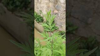 Artemisia Plant shorts trending viral youtubeshorts plants [upl. by Nohsauq]