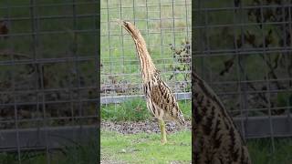 Epic Eurasian Bittern encounter birds elmley birdwatching bittern [upl. by Prudhoe]