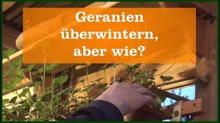 Geranien überwintern aber wie [upl. by Hulbig]