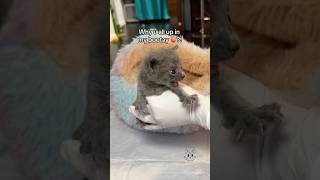 Potty 💩 amp meal time 🍼 bottlebabykittens orphankittens rescuekittens fostercats [upl. by Benji]