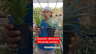 Tanaman Minimalis Penyerap Polusi bisa Indoor plant sansevieria sansivera tanamanhias plants [upl. by Etnomaj986]