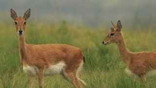 Oribi Release  Babanango Game Reserve  2022 [upl. by Ress79]