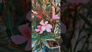 Nerium oleander is a poisonous perennial plant of the periwinkle family nerium plant flowers [upl. by Ecinreb]