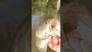 Release of 2LB bass bassfishing topwater fish [upl. by Dunc]