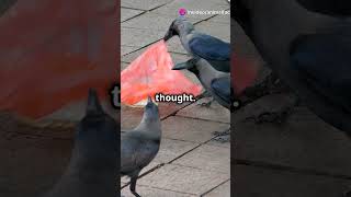 Crows Are Psychopaths  15 Crazy Facts About Crows [upl. by Anerom]