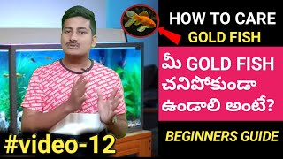 How to Care Gold Fish in Aquarium  Gold fish care in telugu  Gold fish care  Gold fish  Video12 [upl. by Derdlim979]