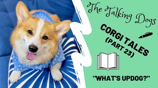 Talking corgis pull a prank on Dad  Hammy and Olivia [upl. by Arul]